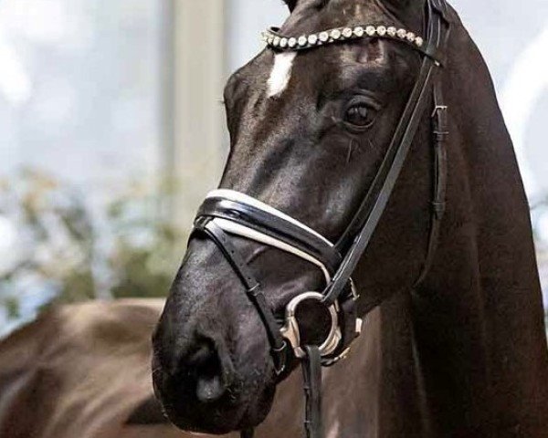 dressage horse Fun and Joy (Hanoverian, 2020, from Fürst Belissaro)