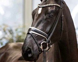 dressage horse Fun and Joy (Hanoverian, 2020, from Fürst Belissaro)