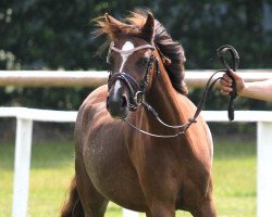 Zuchtstute Stute von Marco (Welsh Pony (Sek.B), 2015, von Marco)