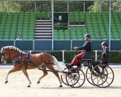 Deckhengst BPr.Arkenstein 3 (Haflinger, 2018, von Amore Mio)