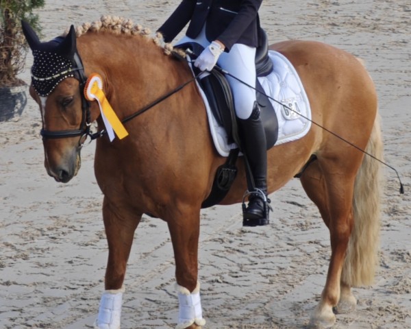 dressage horse Berti 37 (unknown, 2009)