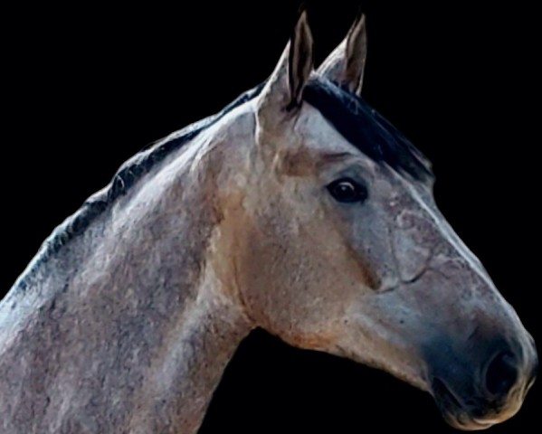 jumper I am Me (Oldenburg show jumper, 2019, from I'm Special de Muze)