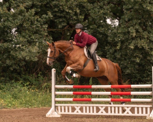 horse Jule (Mecklenburg, 2014, from Juventus)