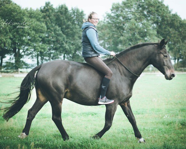 Pferd Courage 70 (Oldenburger, 1996, von Calvador)