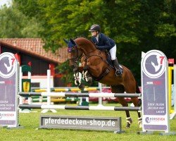 jumper Arapaho B (Oldenburg show jumper, 2016, from Asagao xx)