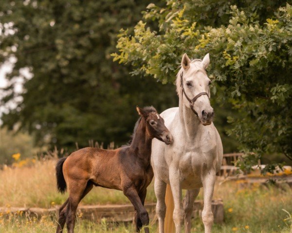 broodmare Gipsy 913 (Oldenburg, 2001, from Grand Coeur)