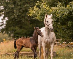 broodmare Gipsy 913 (Oldenburg, 2001, from Grand Coeur)