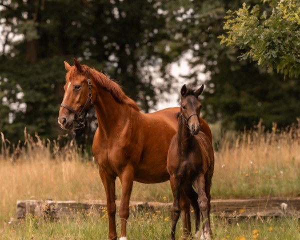 broodmare West Virginia (Hanoverian, 2002, from Weltmeyer)