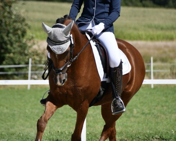 dressage horse Diacaro (German Riding Pony, 2006, from Don't Forget)