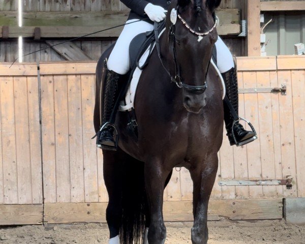 dressage horse Feen-Look (Hanoverian, 2016, from Fürsten-Look)