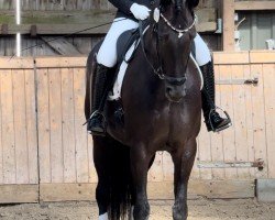 dressage horse Feen-Look (Hanoverian, 2016, from Fürsten-Look)