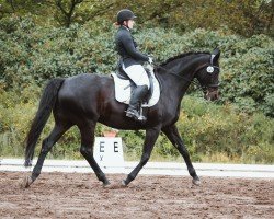 dressage horse Selene Hit (Oldenburg, 2011, from Sir Donnerhall II OLD)