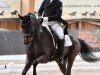 dressage horse DSP Lifestyle (German Sport Horse, 2010, from Lord Fantastic)