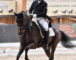 dressage horse DSP Lifestyle (German Sport Horse, 2010, from Lord Fantastic)