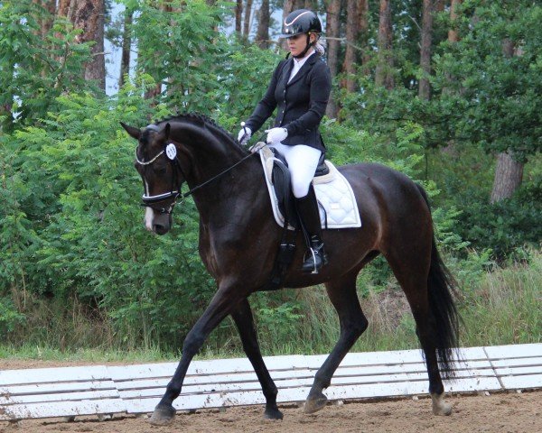 dressage horse Feanor 13 (German Sport Horse, 2018, from Feinrich)