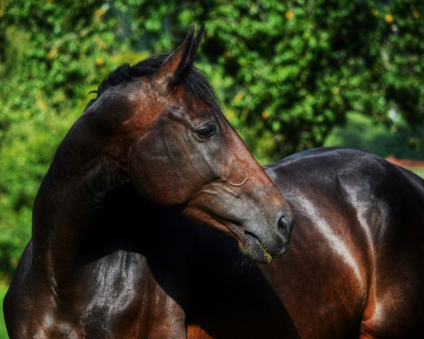 broodmare Rivoline P (Westphalian, 2018, from Rocky Lee)