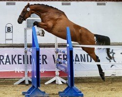 broodmare Rouvena (Trakehner, 2020, from Hirtentanz 2)