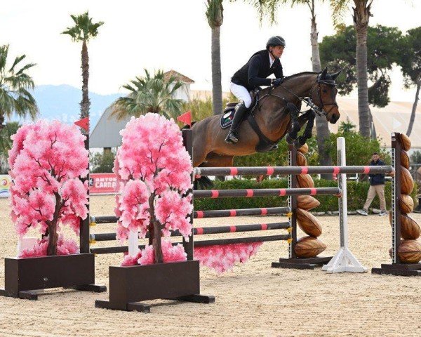 stallion Con Cyrill (Oldenburg show jumper, 2015, from DSP Con Spirit)