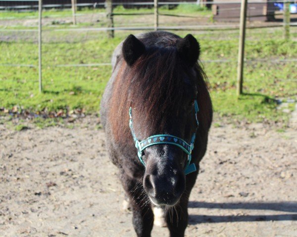 dressage horse Sandokan (unknown, 2000)