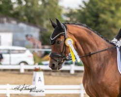 dressage horse Sound of Silence 12 (Westphalian, 2017, from Symphonic)