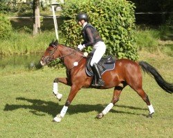 dressage horse Diamanto 6 (German Riding Pony, 2009, from Top Dubidu)