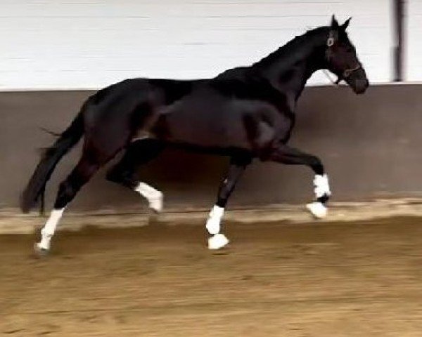 dressage horse Grand Duchess (Oldenburg,  , from Kastel's Grand Galaxy Win)