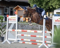 jumper Quality Gold W (Westphalian, 2019, from Quabri de l'Isle)