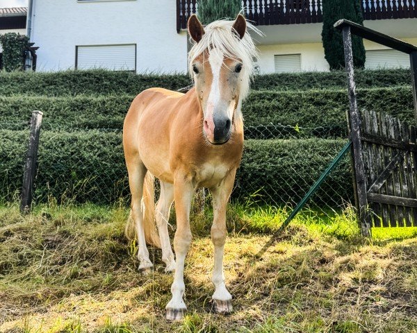 horse Hengst von Stalypso / Aaron-B (Haflinger, 2022, from Stalypso Haflinger)