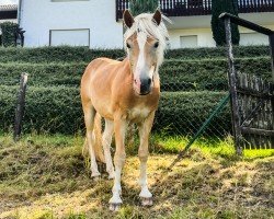 Pferd Hengst von Stalypso / Aaron-B (Haflinger, 2022, von Stalypso Haflinger)