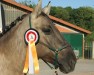 dressage horse Loki 109 (Pony without race description, 2017)