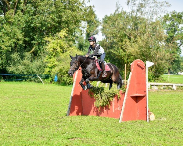 jumper Further's Ramirez (Welsh-Cob (Sek. D), 2006, from Thorndonpark Prince)