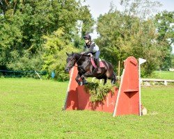 Springpferd Further's Ramirez (Welsh-Cob (Sek. D), 2006, von Thorndonpark Prince)