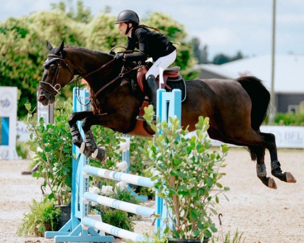 jumper Alouette Platiere (Selle Français, 2010, from Diamant de Semilly)