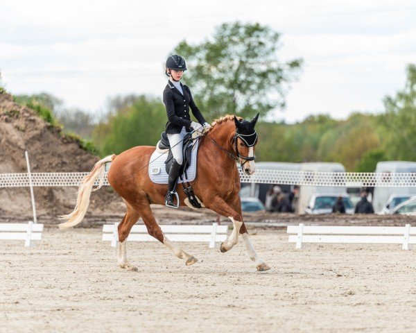 dressage horse Bubble-Trouble (German Riding Pony, 2011, from Beckenbauer)