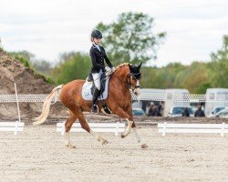 dressage horse Bubble-Trouble (German Riding Pony, 2011, from Beckenbauer)