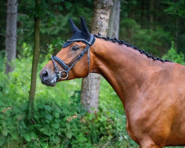 dressage horse Dontucky DH (Trakehner, 2020)