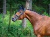 dressage horse Dontucky DH (Trakehner, 2020)