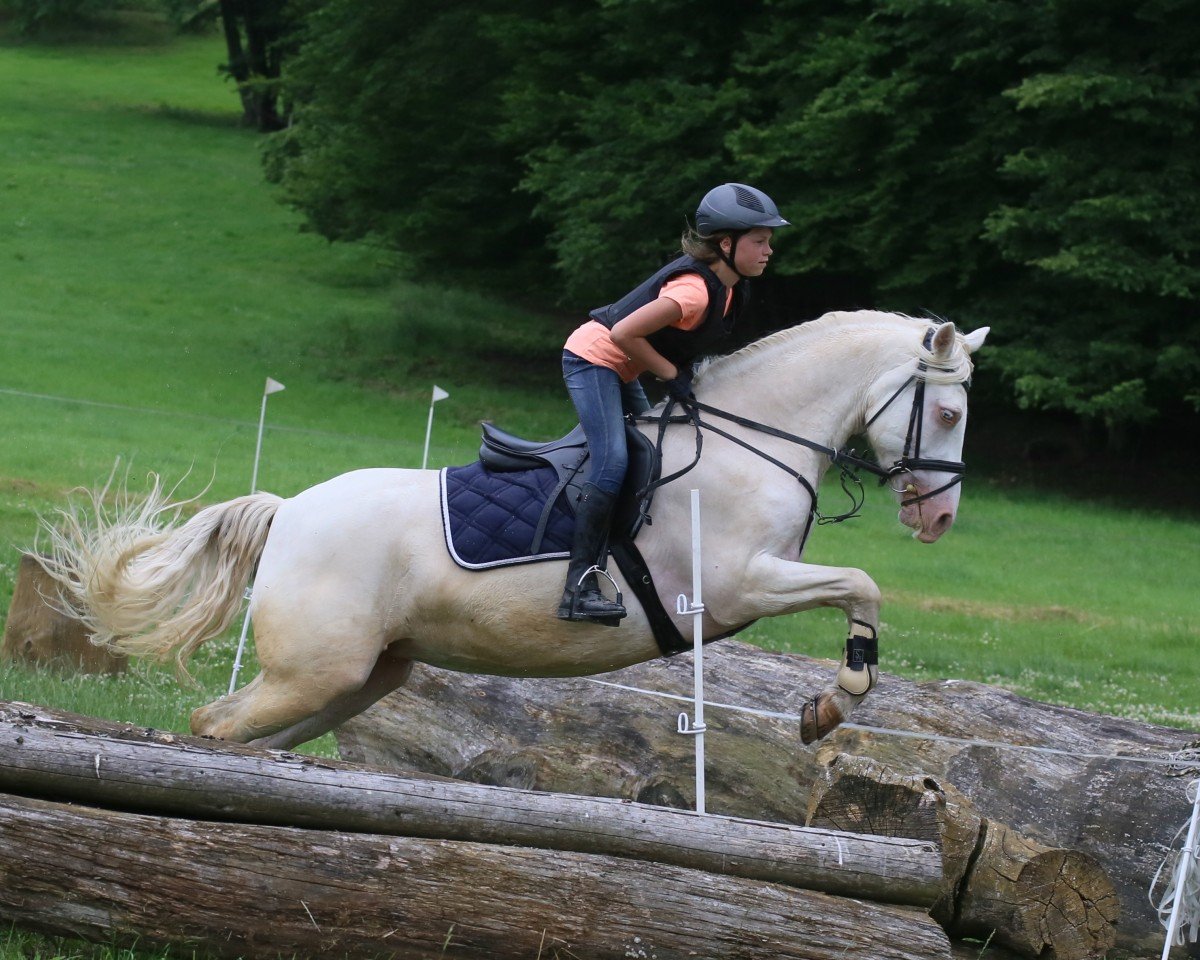 jumper Farravaun Rose (Connemara Pony, 2009, from Castle Knight)