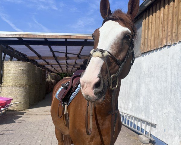 jumper Djamaal (Hanoverian, 2010, from Don Manfredo 2)