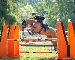 jumper Sir Tony (Hanoverian, 2011, from Stakkato)