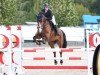 jumper Balou L'espoir (Belgian Warmblood, 2013, from Balou de Coeur Joye)