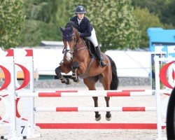 jumper Balou L'espoir (Belgian Warmblood, 2013, from Balou de Coeur Joye)