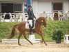 dressage horse Diberta (German Riding Pony, 2016, from Dressman V)