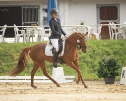 dressage horse Diberta (Deutsches Reitpony, 2016, from Dressman V)