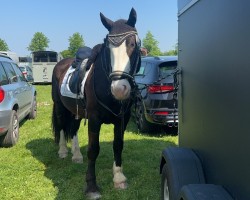 dressage horse Tino (unknown, 2017)