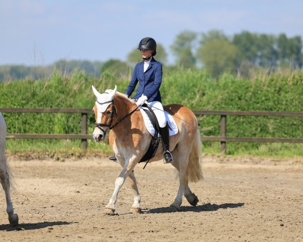 horse Milan (Haflinger, 2006, from Mailänder)