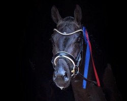 dressage horse Fiesta La Sweet (Oldenburg, 2018, from Fürstenball)