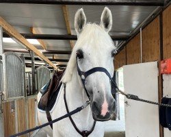 jumper Chica Bonita 13 (Hanoverian, 2017, from Chacoon Blue)