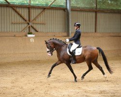 dressage horse Caillou 63 (German Riding Pony, 2016, from Cosmopolitan NRW)