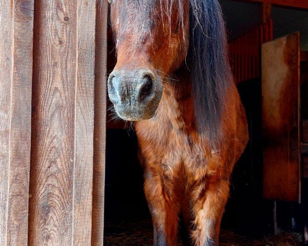 Pferd Shun 2 (Welsh Pony (Sek.B), 1991, von Rock Grey Snob)